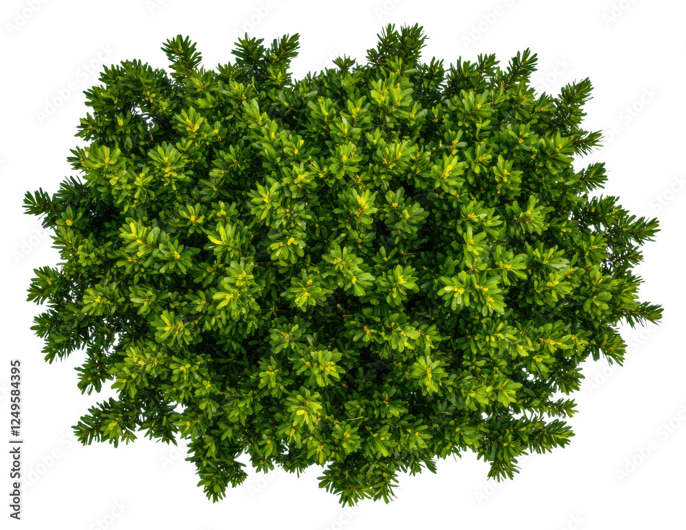 Fototapeta premium Green leaves on transparent background