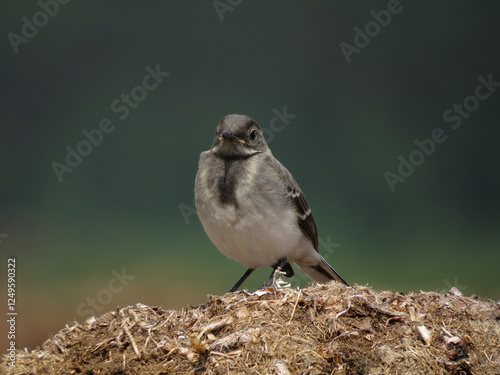 Sitting bird on a beautiful background