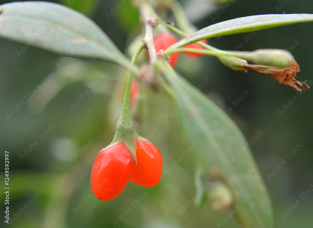 Berries have ripened on a twig of Lycium barbarum Berries have ripened on a twig of Lycium barbarum