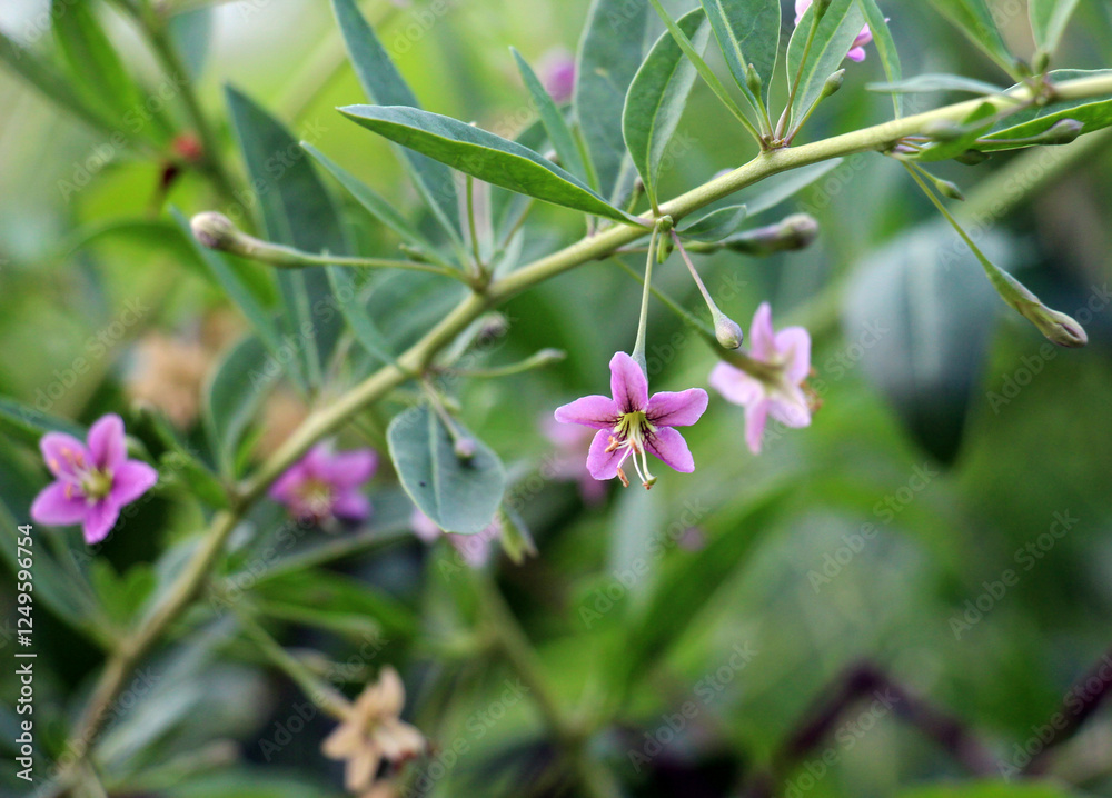 Fototapeta premium Flowering Lycium barbarum