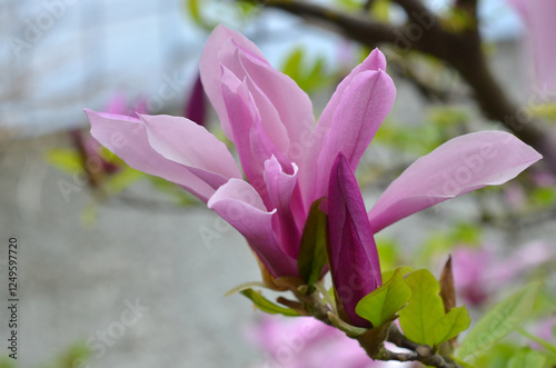 Magnolia 'Randy'  purple-pink color blooming flower  in the spring garden and bud. Closeup photo outdoors. Growing magnolia tree concept. Free copy space. photo