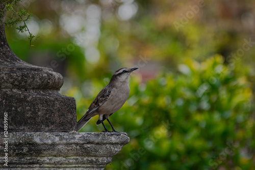 beautiful calandria about to fly
 photo