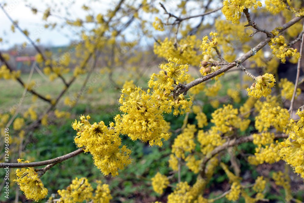 In nature, cornel is real (Cornus mas) blooms In nature, cornel is real (Cornus mas) blooms
