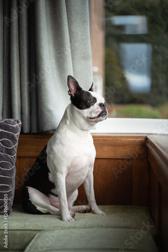 Boston Terrier dog sitting on green cushions on a bay window bench. She is looking out of the window.