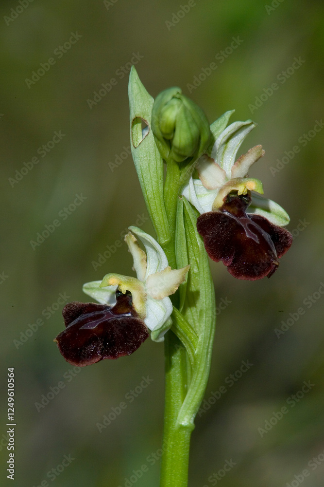 Obraz premium Early Flowering Spider Orchid (Ophrys praecox) close-up of flowerspike, Orchidea, Ophrys praecox. Sassari, Gioscari. Sardegna. Italia