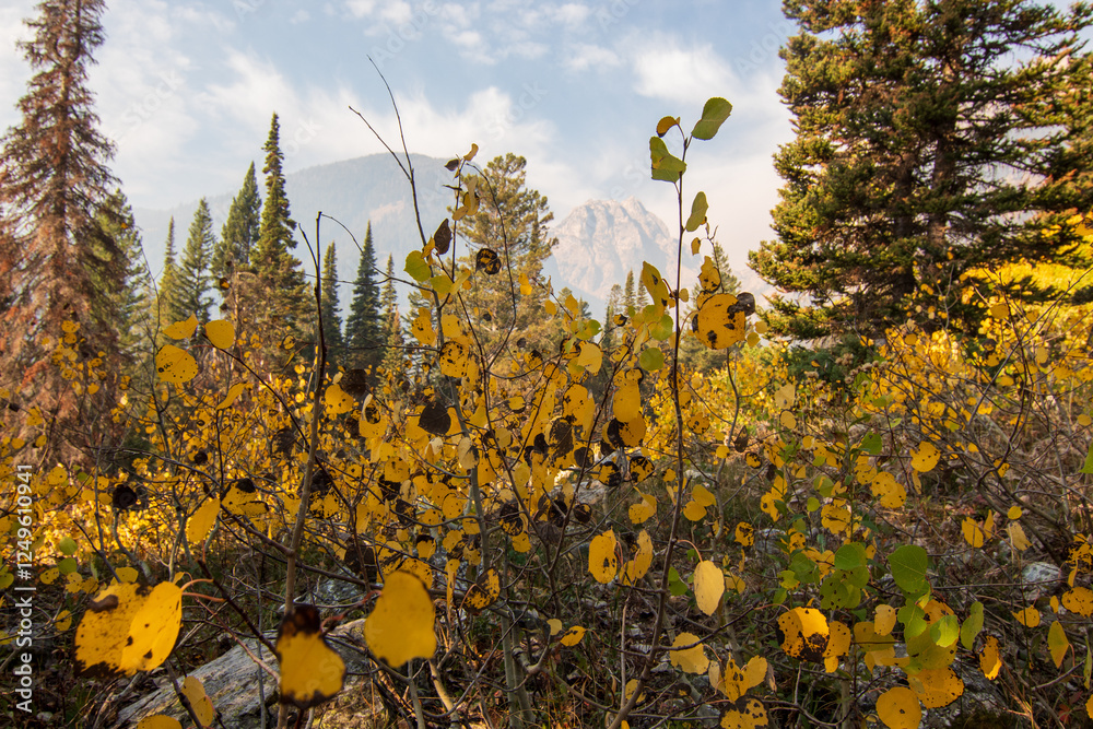 Obraz premium Vibrant Autumn Forest Landscape with Golden Foliage and Mountain Views