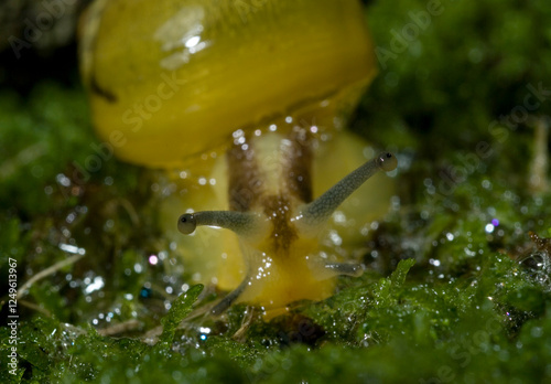 Green Garden Snail (Cantareus apertus) Mollusca (Helix aperta syn: Cantareus apertus) Sardinia Italy. photo