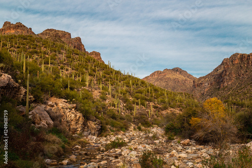 Saguaro Cactus Sabino Canyon Tucson Arizona Sonoran Desert Southwest Landscape photo