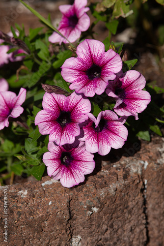 Obraz na płótnie pinke violette Petunie - Petunia 'Famous Violet Dark Eye', Sorte Petunia Capella Mulberry