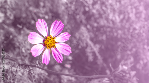 Delicate pink flower on a soft blurred background, perfect for Mother's Day. photo