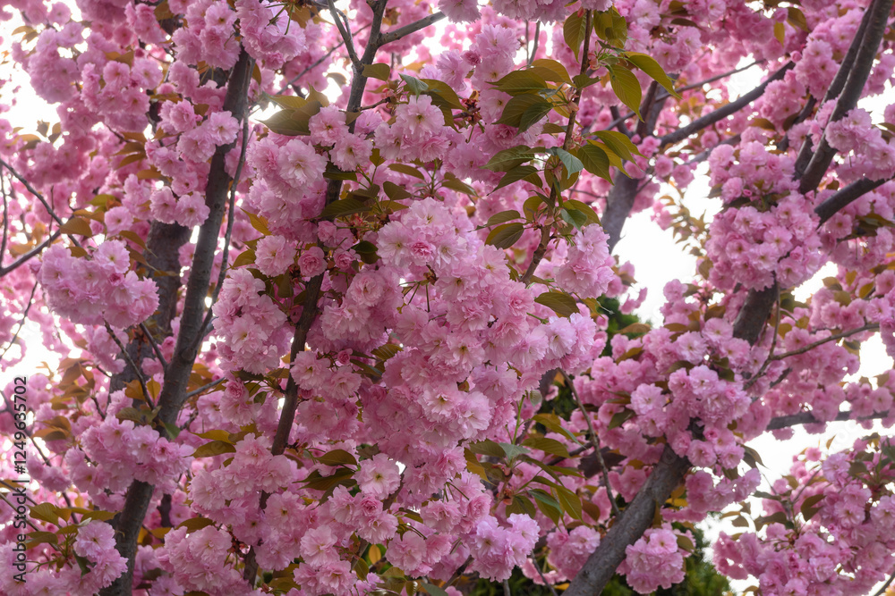 Pink flowers sakura on a branch of blooming cherry. Japanese cherry blossoms in the springtime garden. Beautiful spring tree. Pink flowers sakura on a branch of blooming cherry. Japanese cherry blossoms in the springtime garden. Beautiful spring tree.