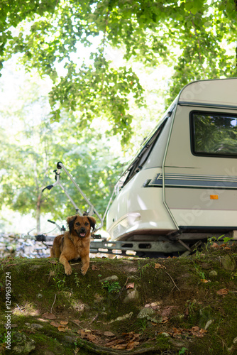 Shepherd dog loose in a campsite next to caravan. Concept: Abandonment of pets in summer and problematic vacations for traveling. Prohibition on mountain beaches and protected natural areas Animal law