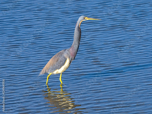 The tricolored heron, formerly known as the Louisiana heron, is a small species of heron native to coastal parts of the Americas. South Padre Island, Texas.