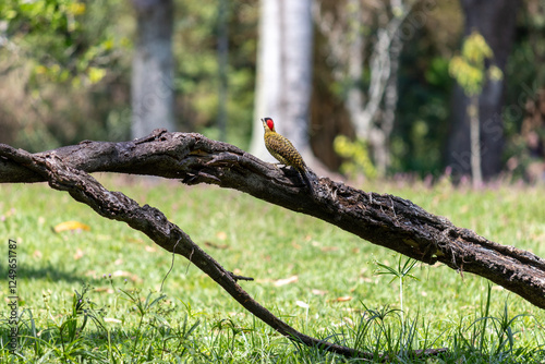 Green-barred Woodpecker (Colaptes melanochloros) in a natural environment.	 photo