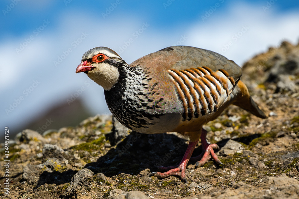 Fototapeta premium Neugieriges Rothuhn auf Madeira