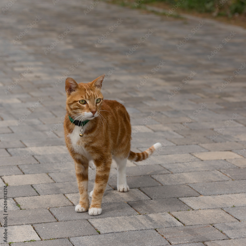 Fototapeta premium Caring for cats that live on the street