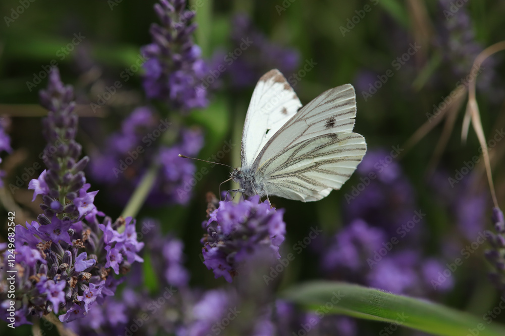 Piéride du navet (Pieris napi)
Pieris napi on an unidentified flower or plant
