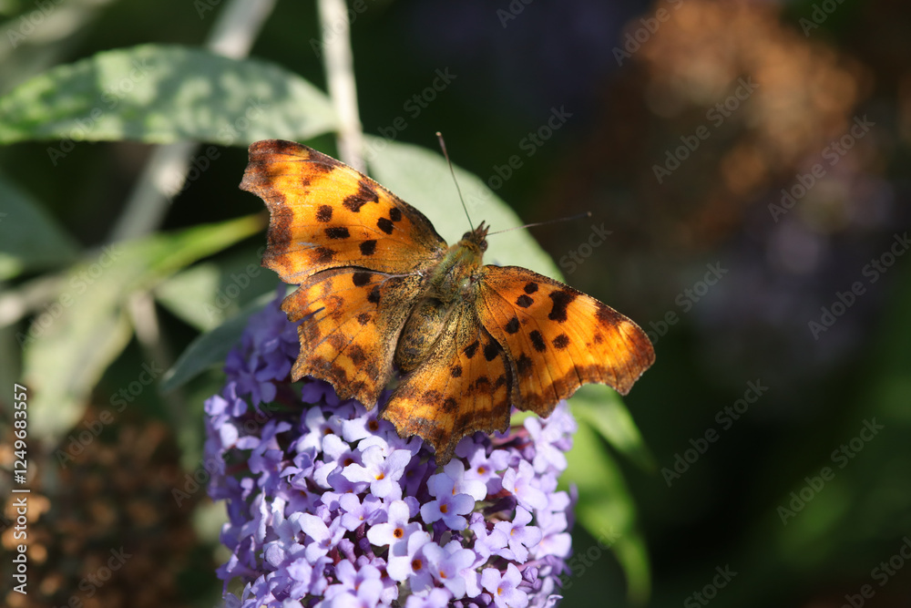 Obraz premium Robert-le-diable (Polygonia c-album) Polygonia c-album on an unidentified flower or plant