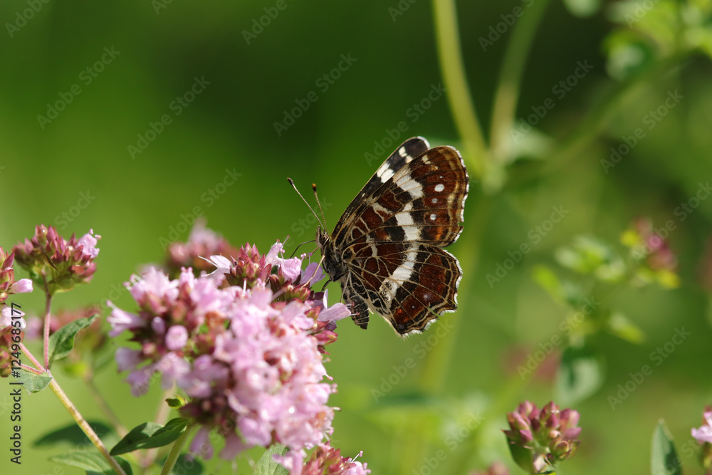 Carte géographique (Araschnia levana)
Araschnia levana in its natural element
Carte géographique (Araschnia levana)
Araschnia levana in its natural element