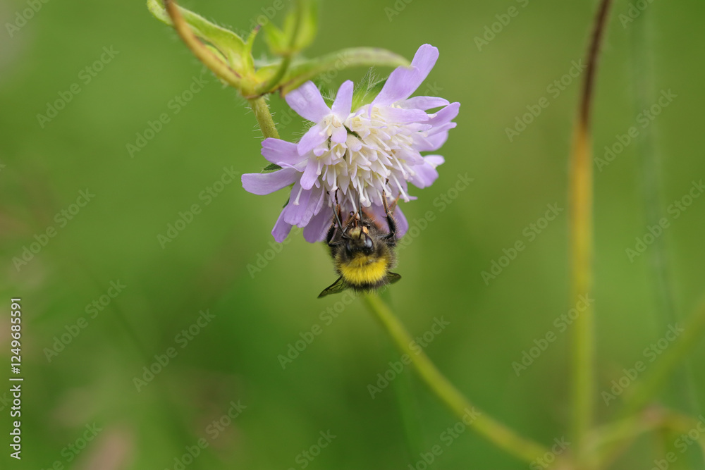 Bourdon des prés (Bombus pratorum)
Bombus pratorum in its natural element
Bourdon des prés (Bombus pratorum)
Bombus pratorum in its natural element