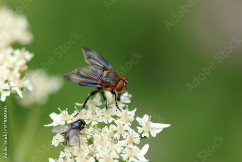 Phasia hemiptera
Phasia hemiptera on an unidentified flower or plant
