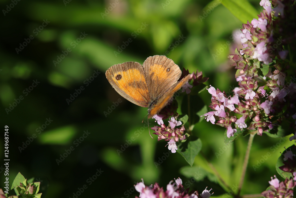 Obraz premium Amaryllis (Pyronia tithonus) Pyronia tithonus on an unidentified flower or plant 