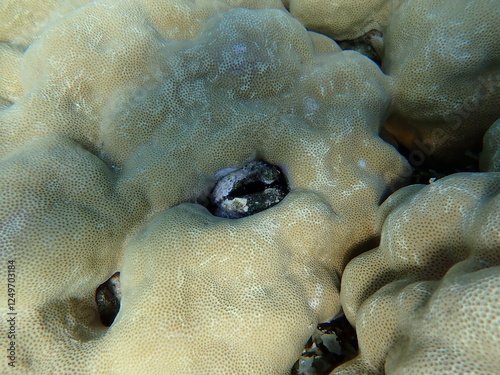 Bivalve mollusk (Identification impossible) and hump coral (Porites sp.) undersea, Red Sea, Egypt, Sharm El Sheikh, Montazah Bay photo