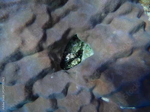 Canvas Print Bivalve mollusk (Identification impossible) and hump coral (Porites sp