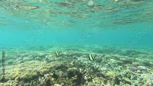 Moorish idol fish (Zanclus cornutus) swimming in shallow, clear water above vibrant coral reefs in Mauritius. photo