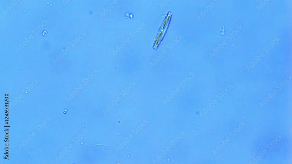 Freshwater Diatom gliding under microscope - 400X Freshwater Diatom gliding under microscope - 400X