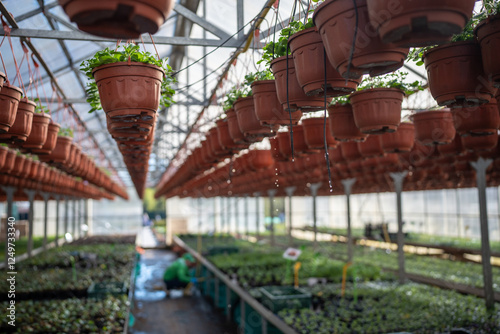 Petunia flowers seedlings in hanging pots in plant nursery industrial greenhouse. Preparing for summer season in agro business. Organic eco cultivation of flowers in closed ground in hothouse to sale. photo