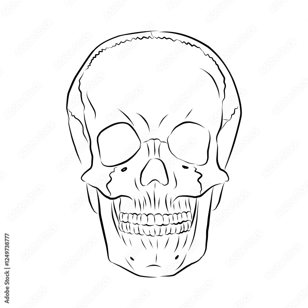 Obraz premium Linear drawing of a human skull. Vector illustration