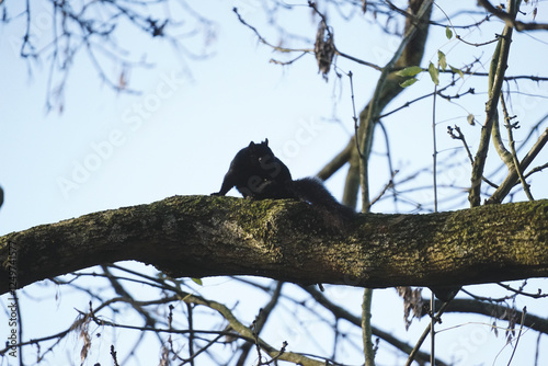 A black squirrel in the park