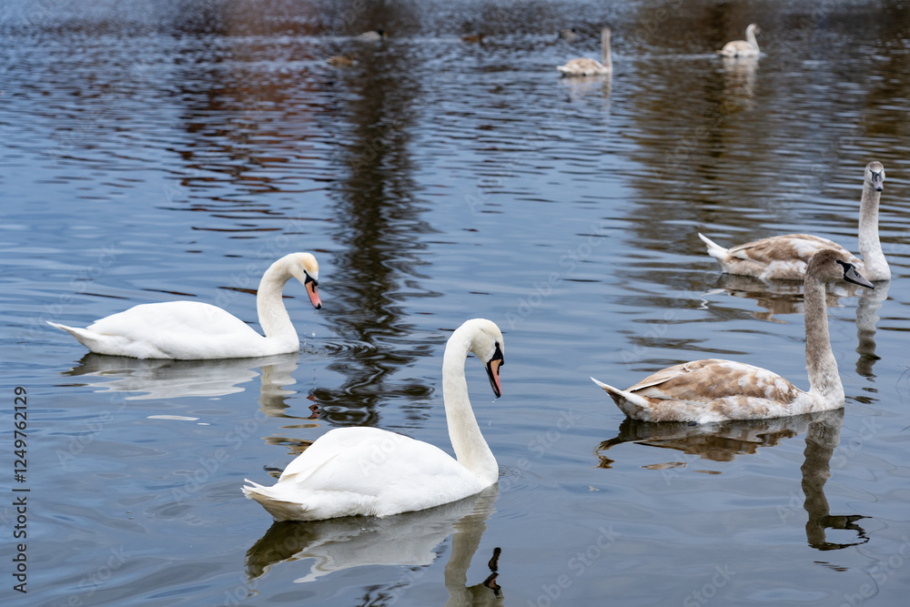 Swans swimming gracefully in a serene pond during early spring Swans swimming gracefully in a serene pond during early spring