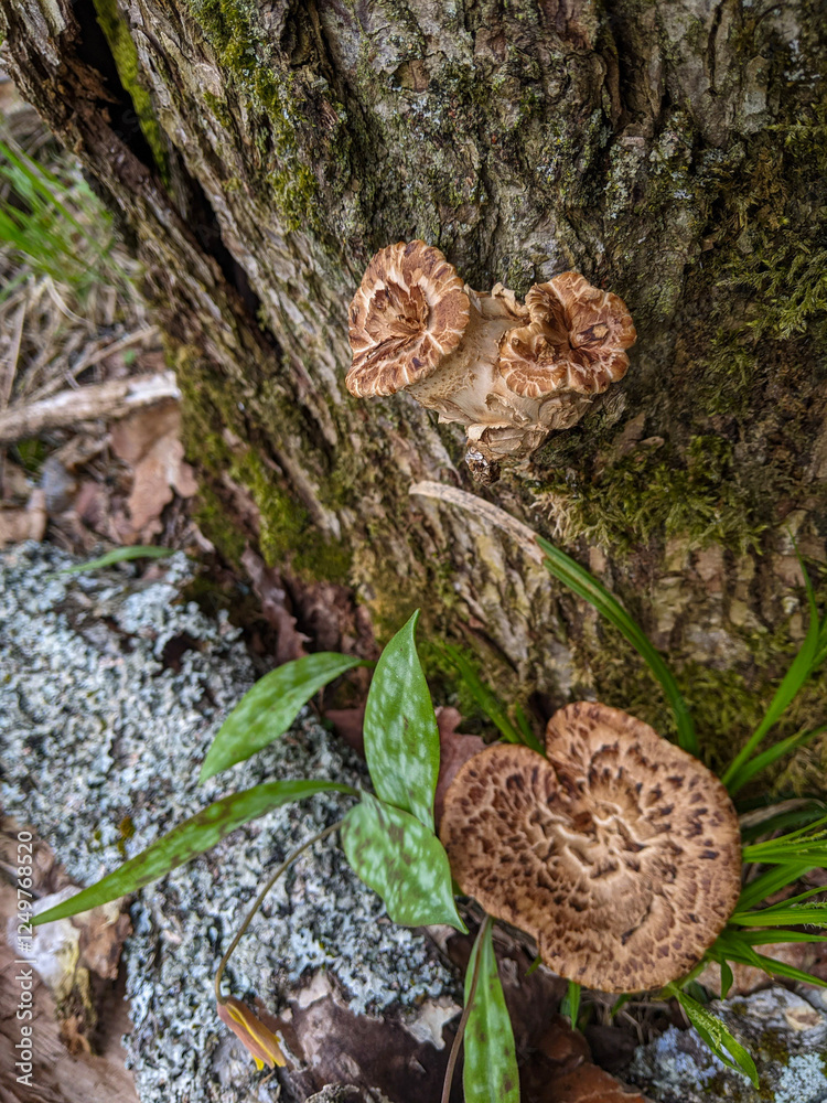 Young Dryad's Saddle Mushrooms (Polyporus squamosus or Pheasant Back) growing on a tree trunk in the forest Young Dryad's Saddle Mushrooms (Polyporus squamosus or Pheasant Back) growing on a tree trunk in the forest