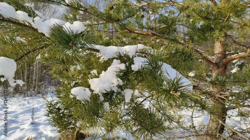 Pine branches (2)