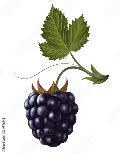 black blackberry on white background