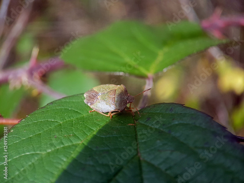 Shield bug on leaf summer photo