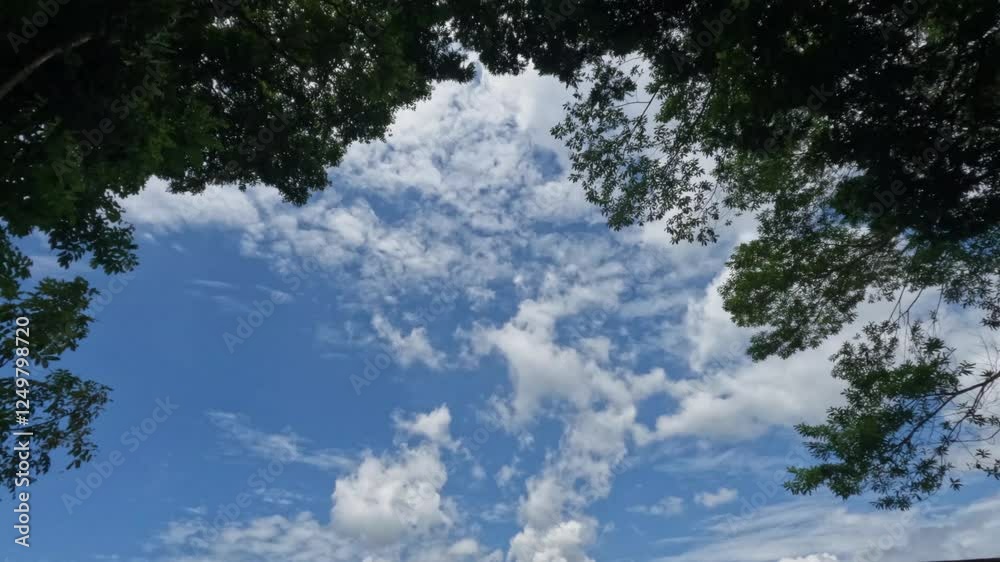 Timelapse of fluffy white clouds among leaves.Blue sky and white clouds in summer.Climate and weather concepts.Footage 4k,Raw video no edit Timelapse of fluffy white clouds among leaves.Blue sky and white clouds in summer.Climate and weather concepts.Footage 4k,Raw video no edit