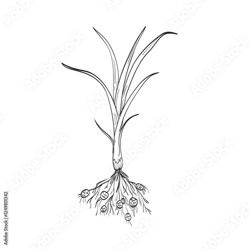 Drawing sketch style illustration of a chufa root plant, tiger nut or earth almond that are edible tubers from the Cyperus esculentus plant on isolated background done in black and white line art.