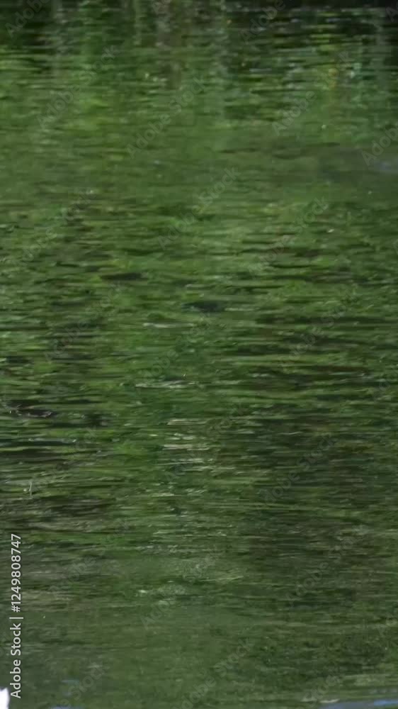 Ducks swimming in the lake in the summer at sunset, a large number of ducks on the lake at dusk Ducks swimming in the lake in the summer at sunset, a large number of ducks on the lake at dusk