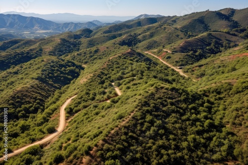 Poison oak in California as seen from above photo