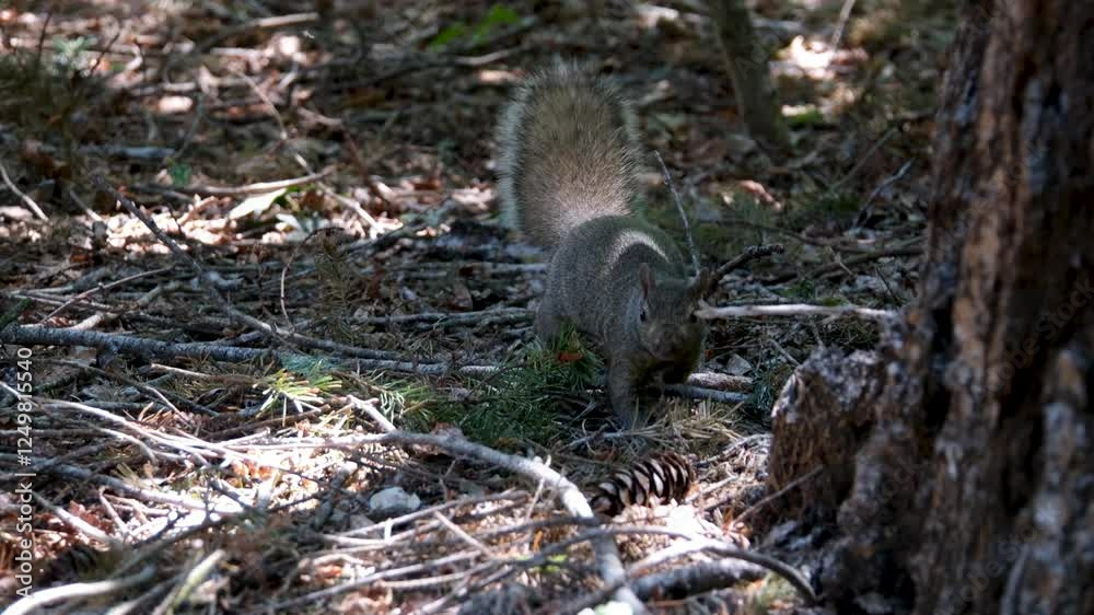 Red Squirrel Sciurus Vulgaris brown rodent getting down of a tree and sitting on the grass autumn slow motion Red Squirrel Sciurus Vulgaris brown rodent getting down of a tree and sitting on the grass autumn slow motion