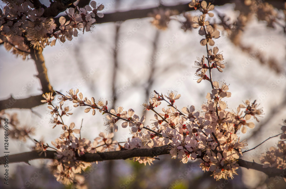 Apricot blossom in the sunlight in a city park. Kyiv spring. Apricot blossom in the sunlight in a city park. Kyiv spring.