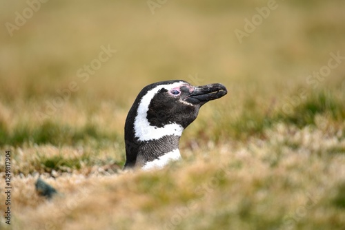 Magellanic penguin that burrows Spheniscus magellanicus photo