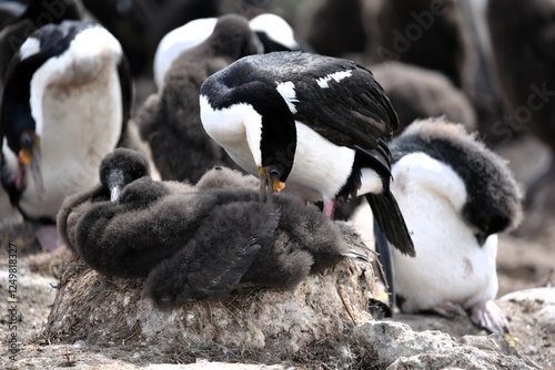 Imperial Cormorant with chick in nest Leucocarbo atriceps