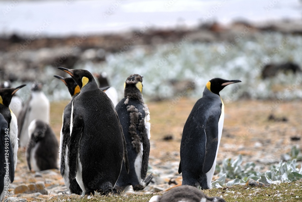 Obraz premium King penguins in rookery Aptenodytes patagonicus