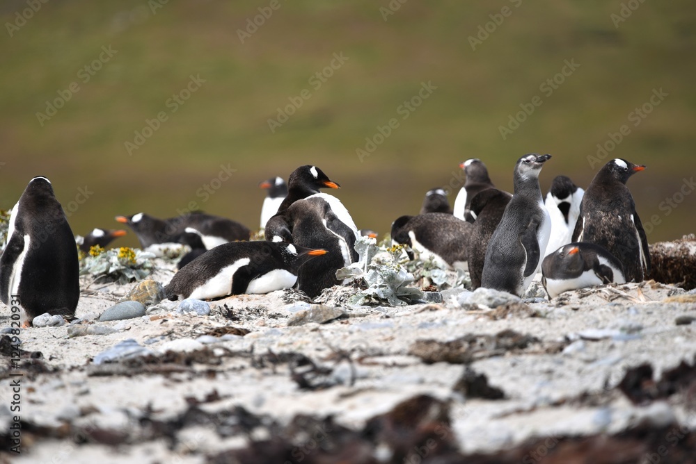 Fototapeta premium Penguins in a rookery