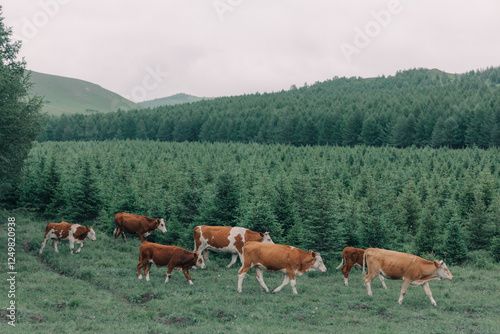 Fototapeta Naklejka Na Ścianę i Meble -  cows grazing in a meadow