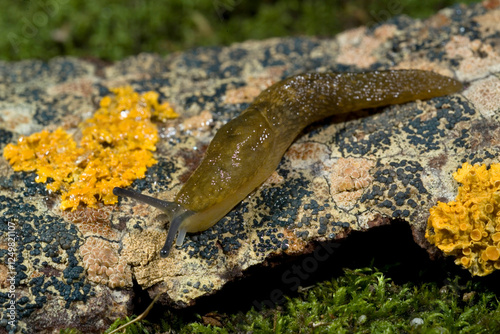 Limacus flavus, also known as cellar slug, yellow slug or tawny garden slug, Slug (Limacus flavus) Sassari, Sardinia, Italy photo